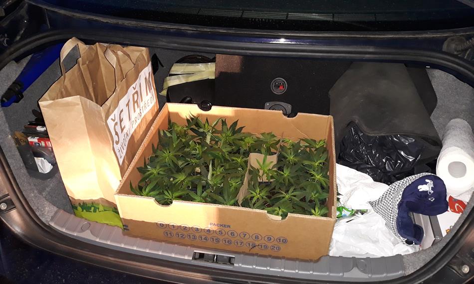 2019-7-12-108Marihuana_1_CU pro Stc kr.jpg